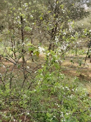 Prunus