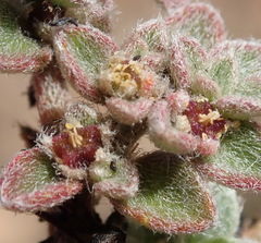 Aizoon portulacaceum