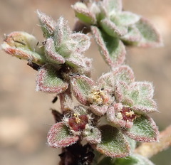 Aizoon portulacaceum