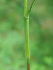 Bistorta alopecuroides