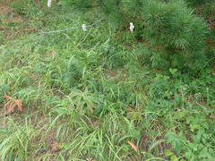 Bistorta alopecuroides