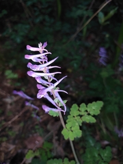 Corydalis sheareri