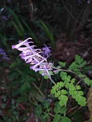 Corydalis sheareri