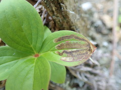Phytomyza agromyzina group
