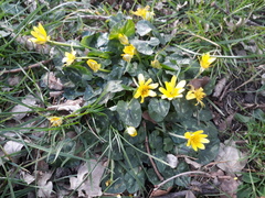 Ficaria verna