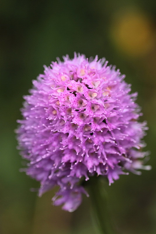 Traunsteinera