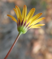Euryops ericoides