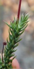Euryops ericoides