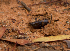 Pseudonaja aspidorhyncha