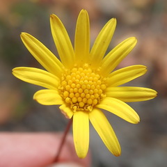 Euryops ericoides