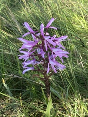 Disa nervosa