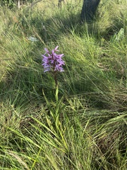 Disa nervosa