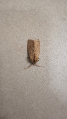 Spilosoma cervina