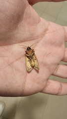 Spilosoma cervina