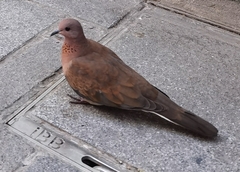 Streptopelia senegalensis