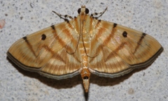Notarcha tigrina