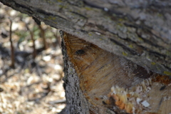 Polleniidae