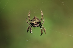 Caerostris sexcuspidata