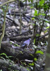 Geotrygon leucometopia