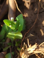 Thlaspi arvense