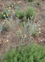 Pentzia dentata