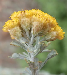 Pentzia dentata