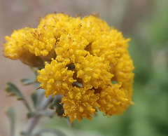 Pentzia dentata