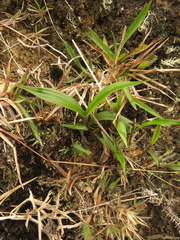 Elleanthus aurantiacus