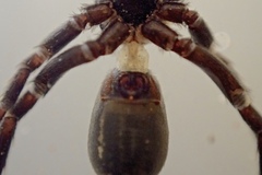Drassyllus praeficus
