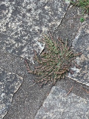 Euphorbia thymifolia