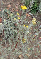 Pentzia dentata