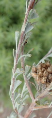 Pentzia dentata