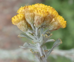 Pentzia dentata