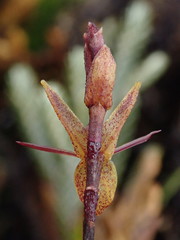 Draconanthes aberrans