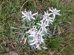 Leontopodium campestre