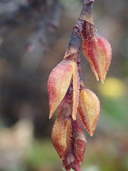 Draconanthes aberrans