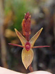 Draconanthes aberrans