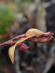 Draconanthes aberrans