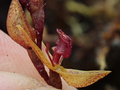 Draconanthes aberrans