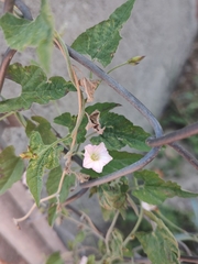 Convolvulus equitans