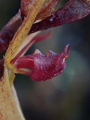 Draconanthes aberrans