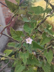 Convolvulus equitans