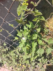 Convolvulus equitans