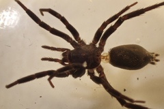 Drassyllus praeficus