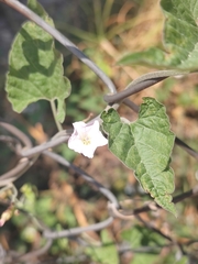 Convolvulus equitans