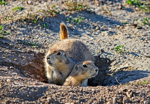 Black-tailed Prairie Dog photographed in South Dakota