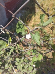 Convolvulus equitans