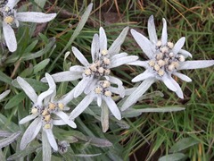 Leontopodium campestre