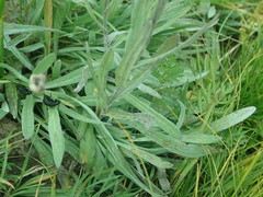 Leontopodium campestre