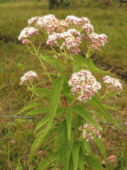 Austroeupatorium inulifolium